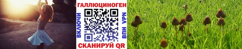 Галлюциногенные грибы Psilocybine cubensis  Карабаново 